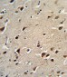 OAT Antibody (N-term)